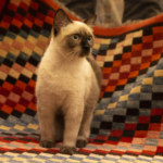 A Tibetan Treasure Trove: The History of Tibetan Rug Collecting